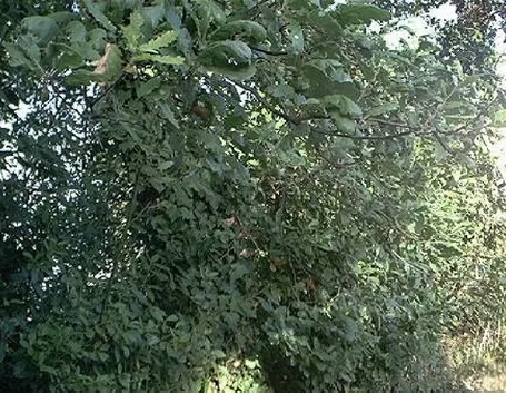 Liquore di alloro