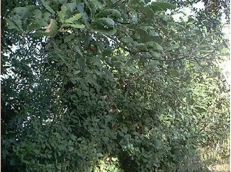 Liquore di alloro