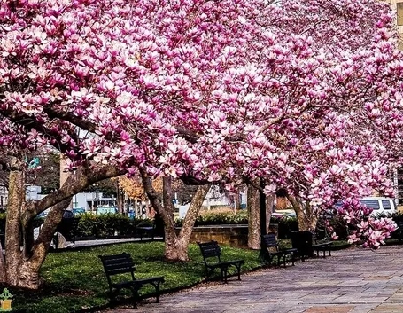 Magnolia e Melo