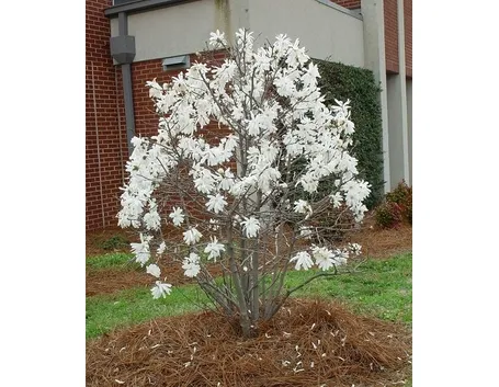 Magnolia