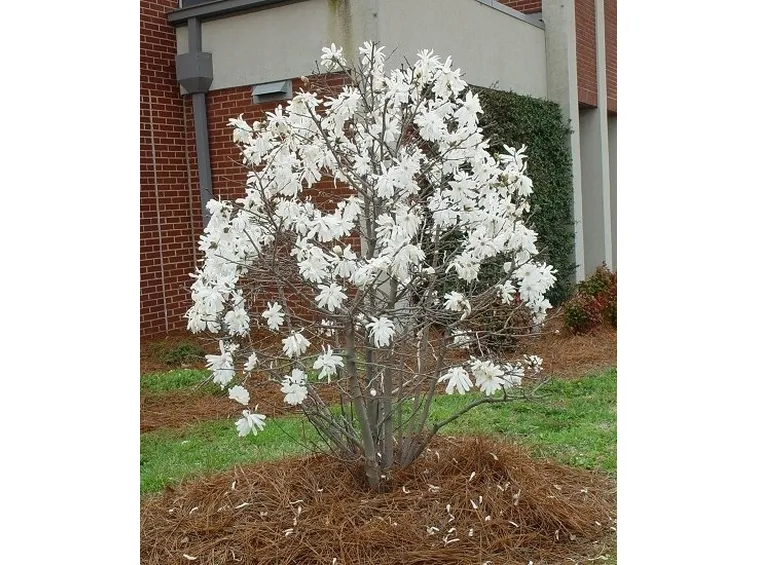 Magnolia