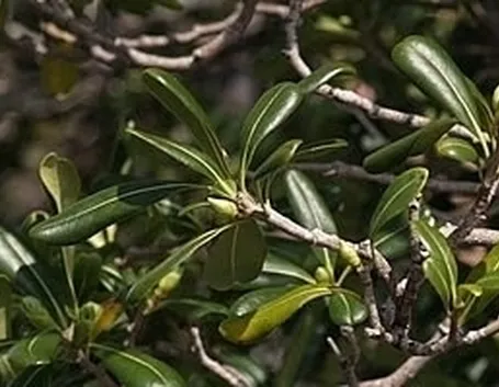 Malattia e potatura del pitosforo