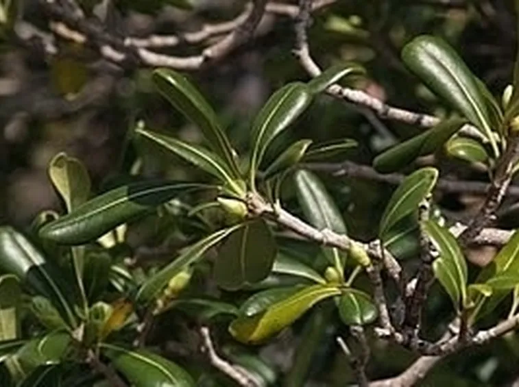 Malattia e potatura del pitosforo