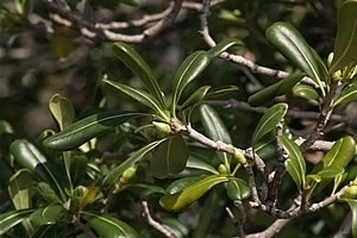 Malattia e potatura del pitosforo