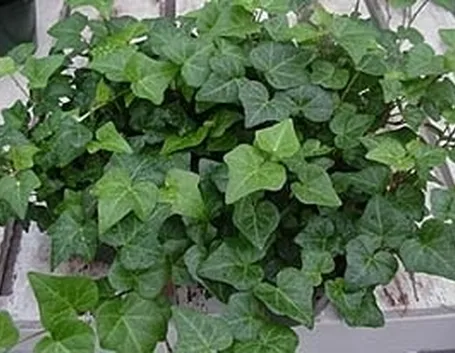 Malattie geranio edera