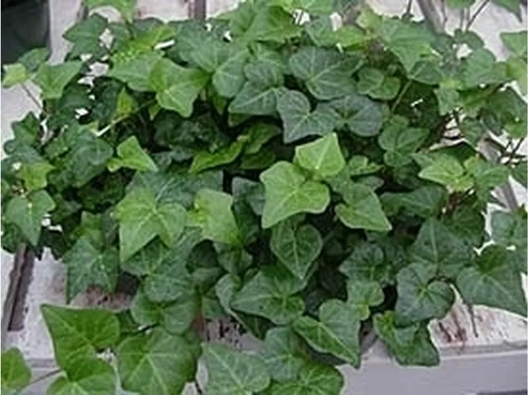 Malattie geranio edera