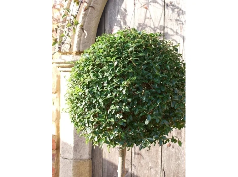 Origini del ligustro