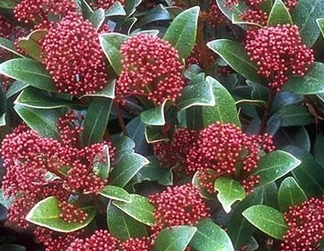Messa a dimora Skimmia