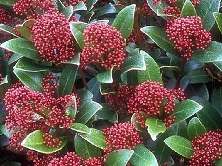 Messa a dimora Skimmia