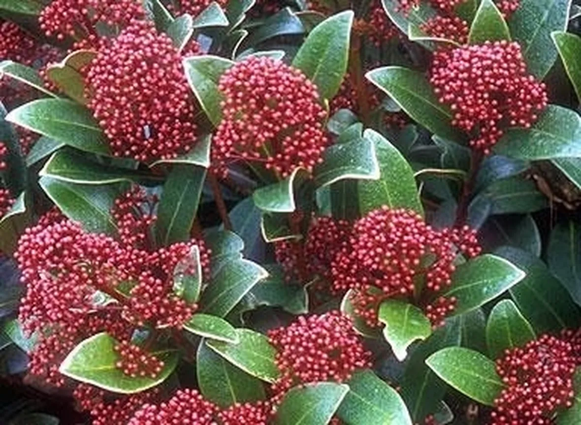 Messa a dimora Skimmia