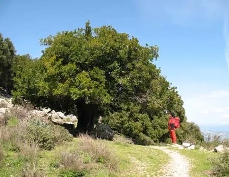 Miele di corbezzolo