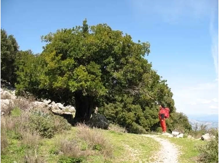 Miele di corbezzolo