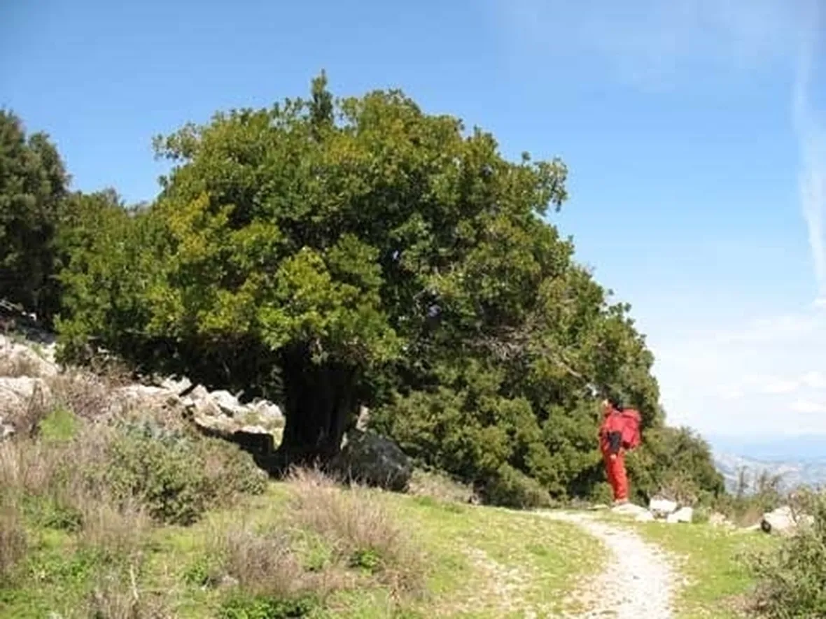 Miele di corbezzolo