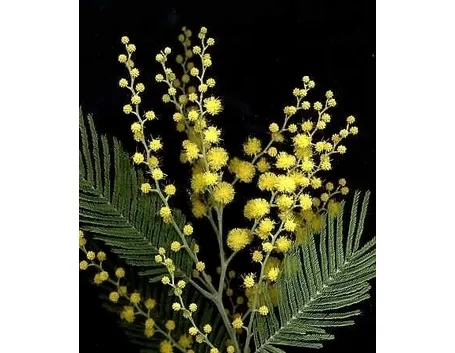 mimosa