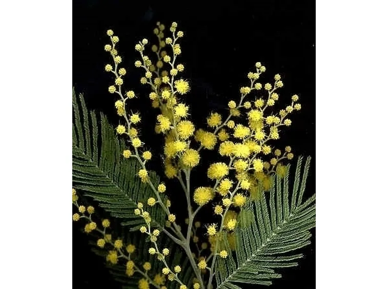 mimosa