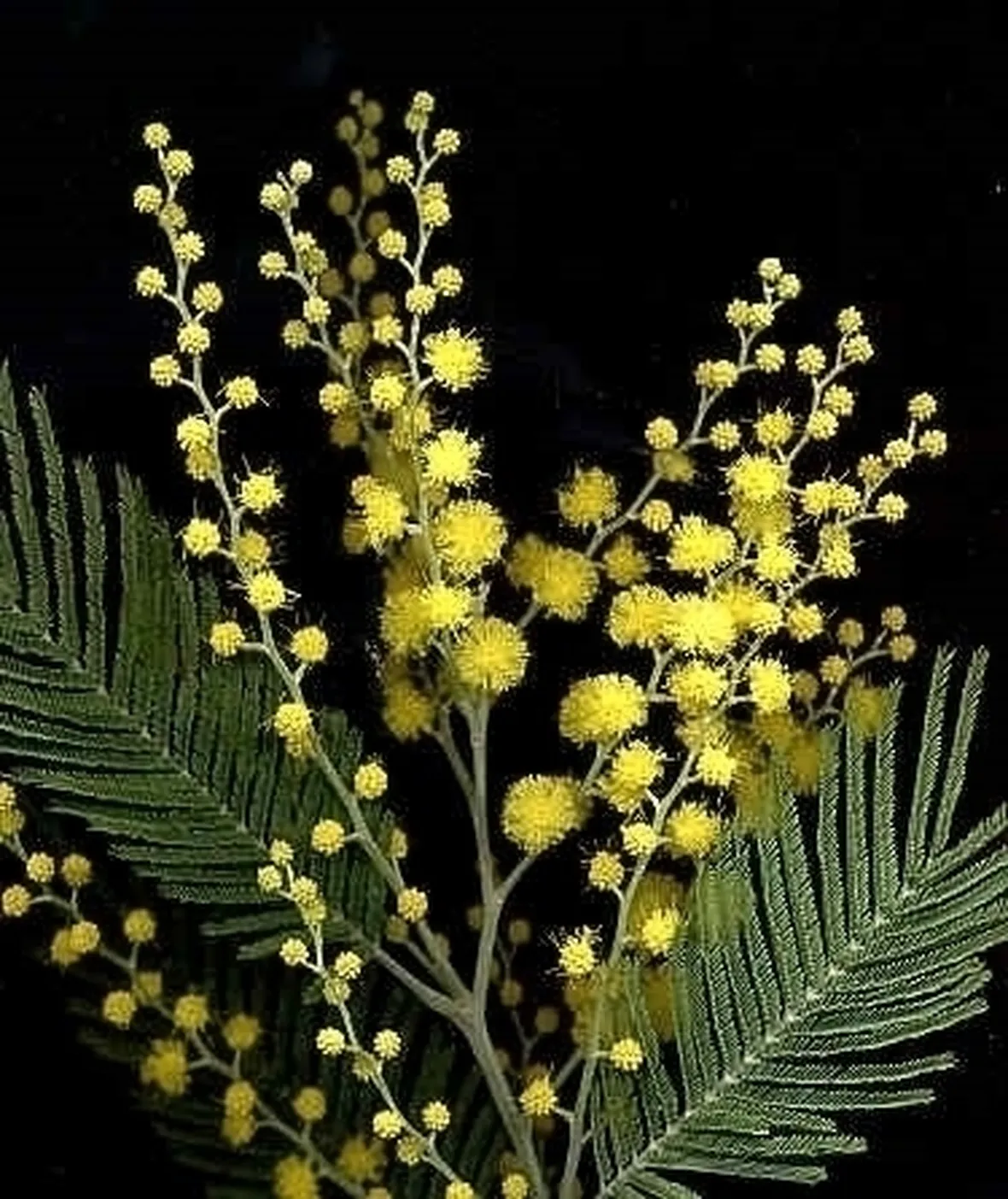 mimosa