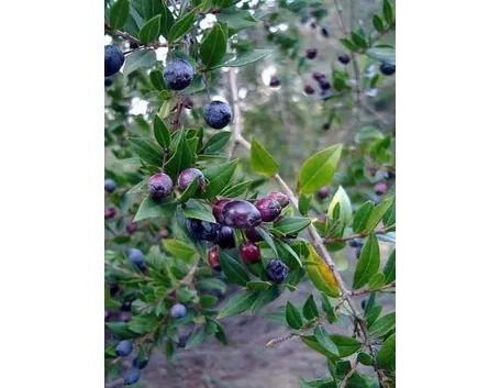 mirto