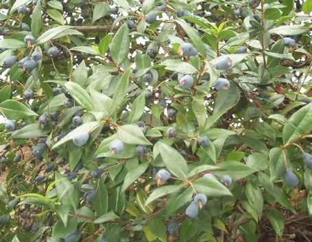 MIRTO