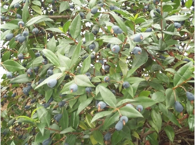 MIRTO