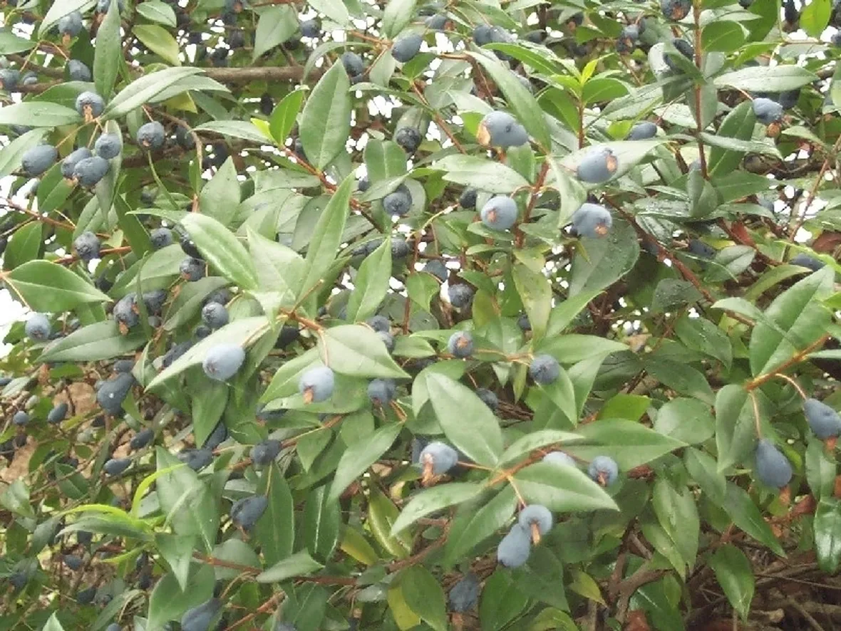 MIRTO