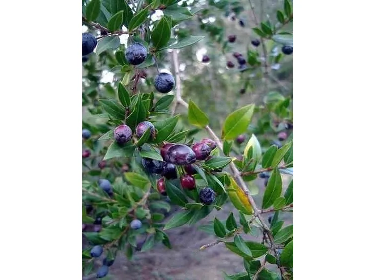 mirto