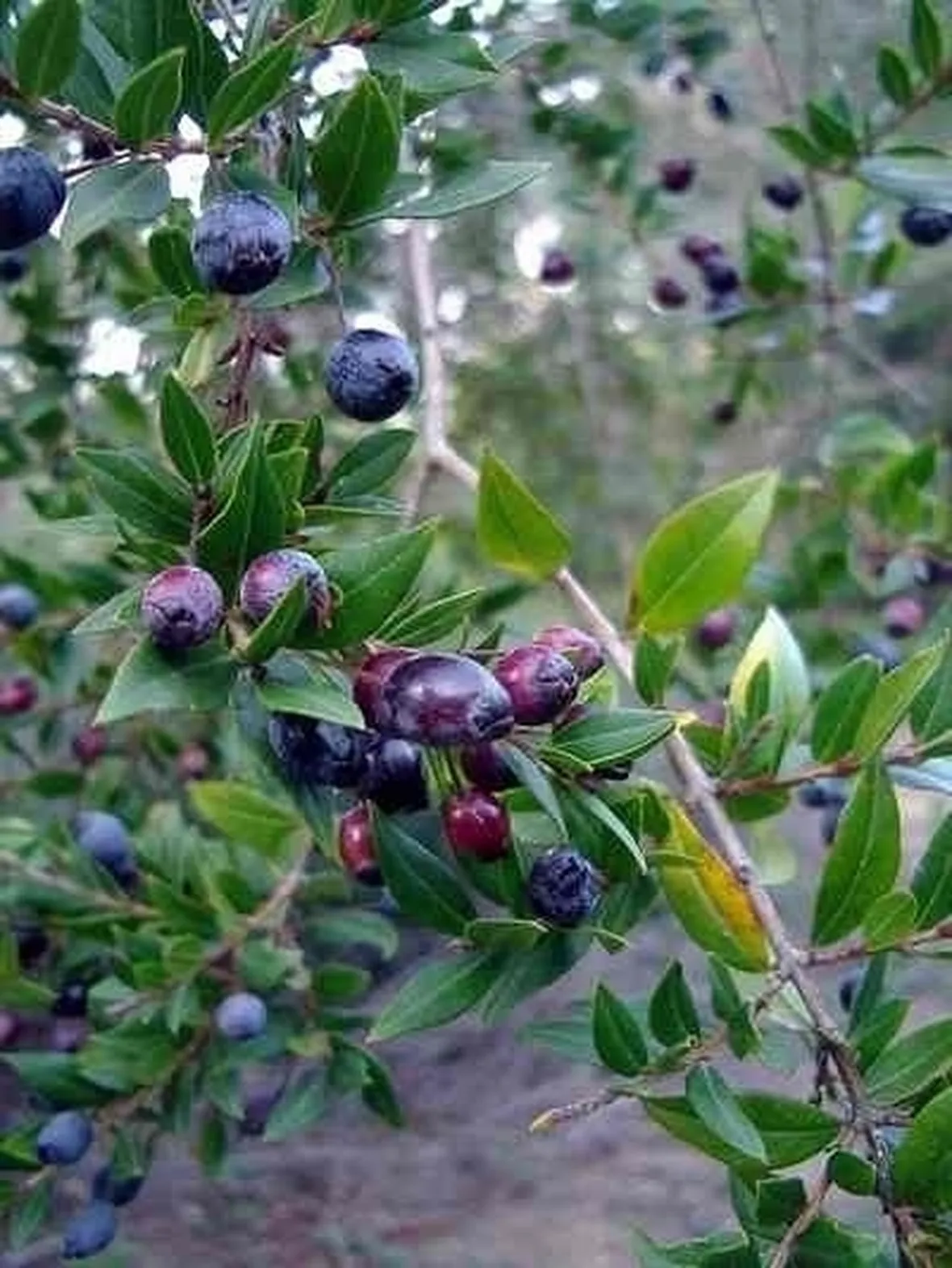 mirto