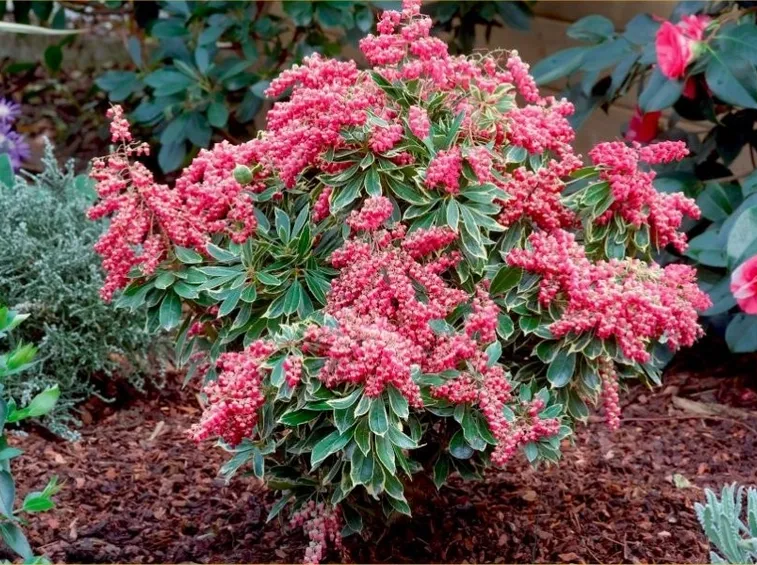 Moltiplicare i pieris