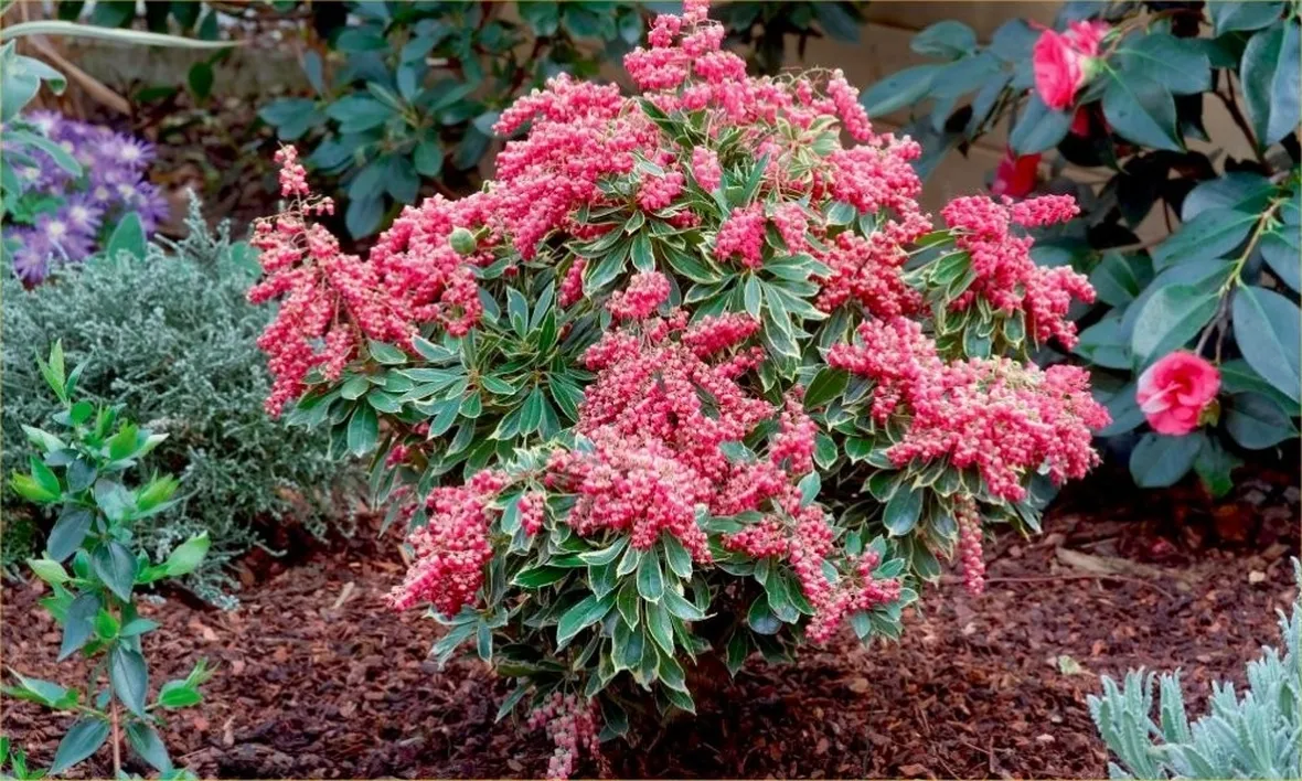 Moltiplicare i pieris