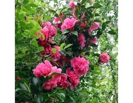 Mostra della camelia invernale, a Verbania Pallanza
