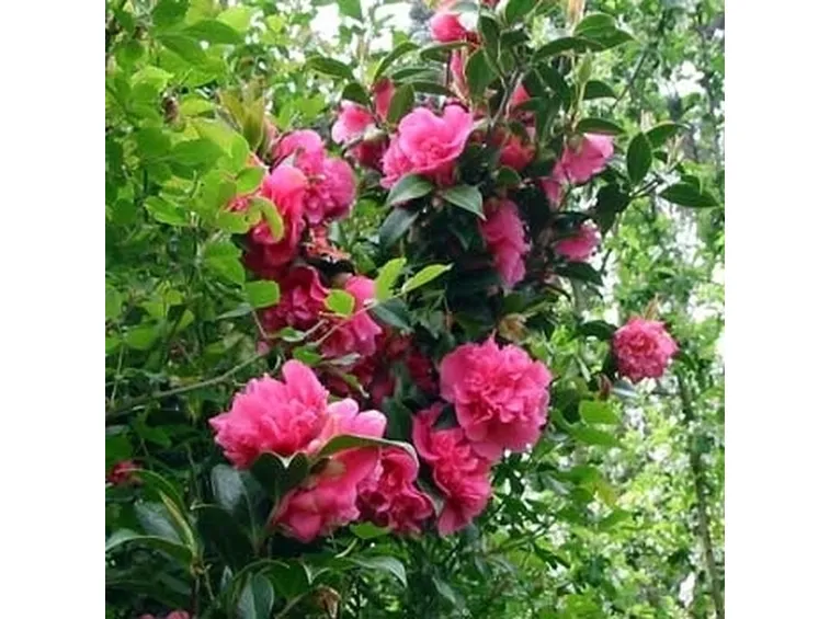 Mostra della camelia invernale, a Verbania Pallanza
