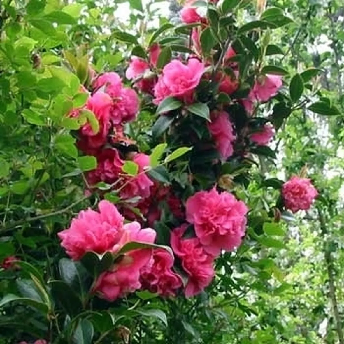Mostra della camelia invernale, a Verbania Pallanza