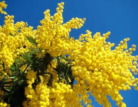 Ogni fiore ha la sua stagione: la mimosa in primavera, il girasole in estate, l'ortensia in autunno, il tulipano in inverno
