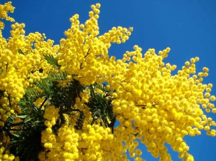 Ogni fiore ha la sua stagione: la mimosa in primavera, il girasole in estate, l'ortensia in autunno, il tulipano in inverno