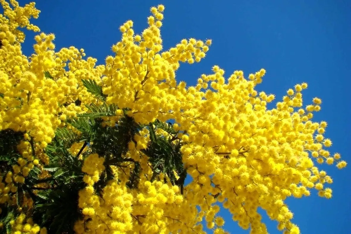 Ogni fiore ha la sua stagione: la mimosa in primavera, il girasole in estate, l'ortensia in autunno, il tulipano in inverno