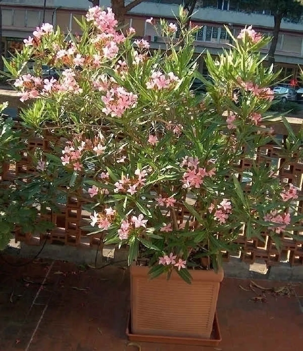 oleandro