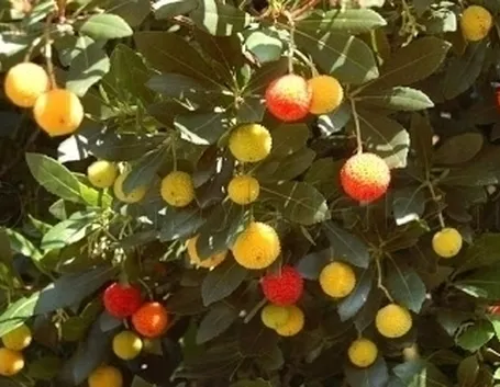 Origini del Corbezzolo