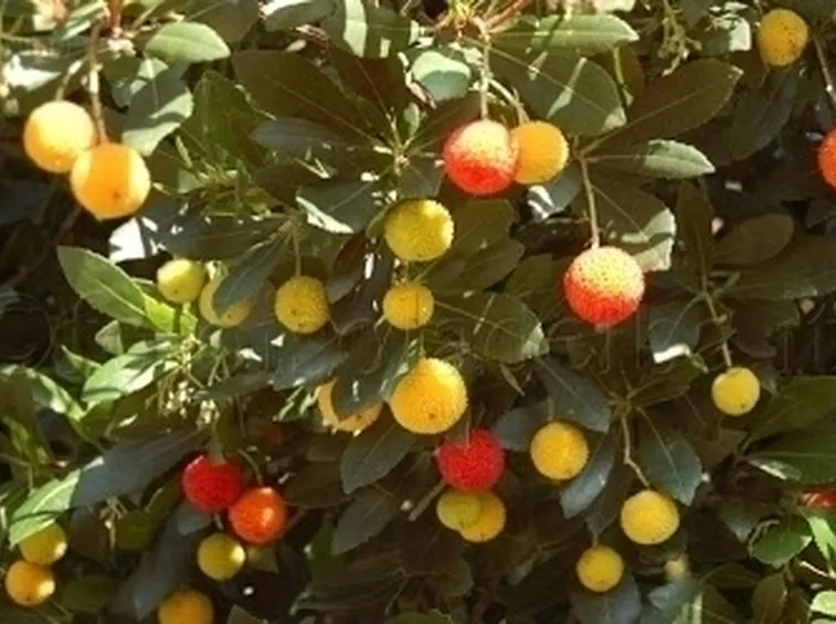 Origini del Corbezzolo