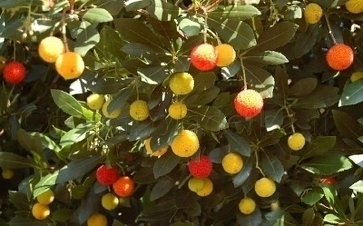 Origini del Corbezzolo