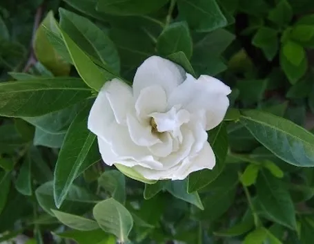 Origini e caratteristiche della Gardenia