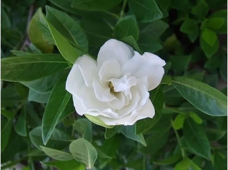 Origini e caratteristiche della Gardenia