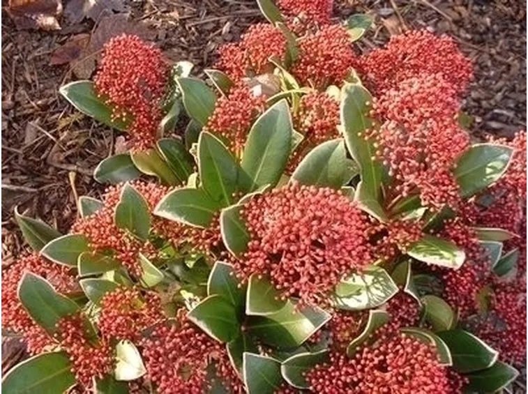 Origini e caratteristiche della skimmia