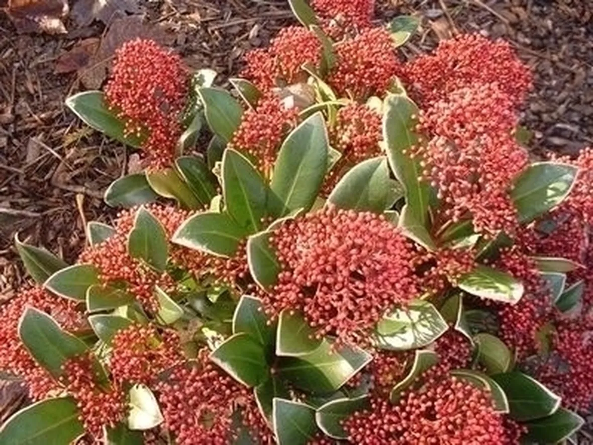 Origini e caratteristiche della skimmia