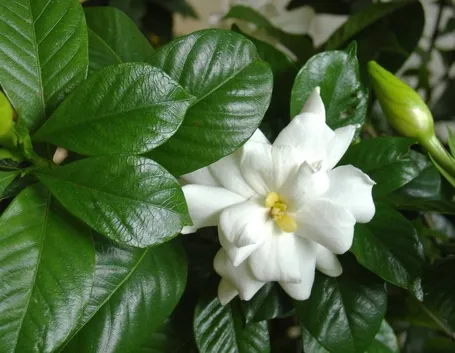 Origini gardenia