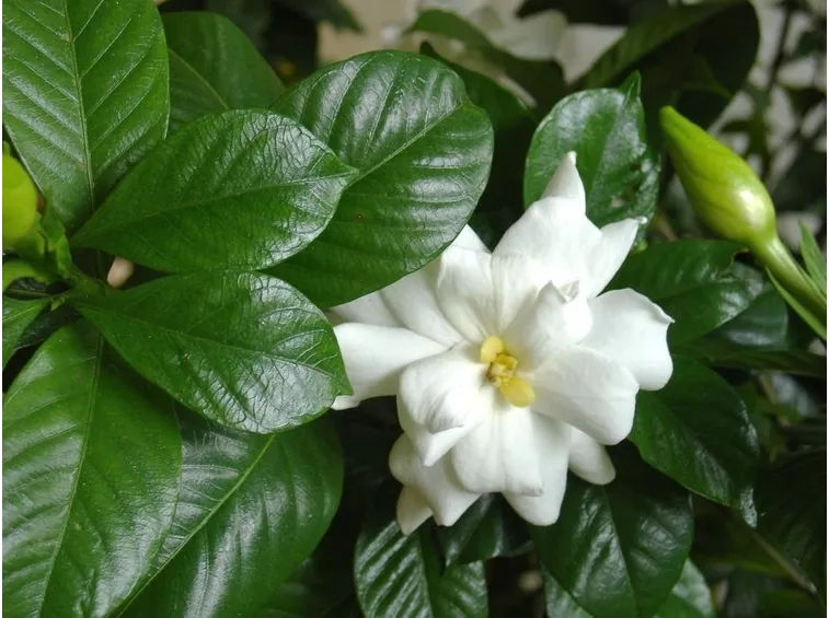 Origini gardenia