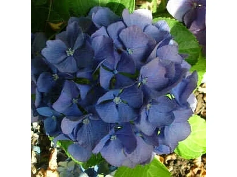 ortensia
