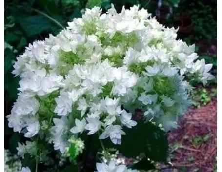 ortensia