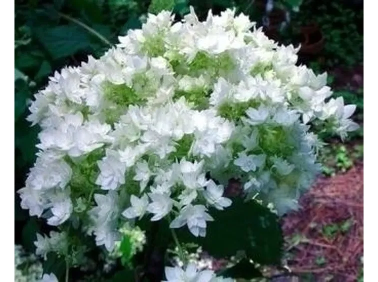 ortensia
