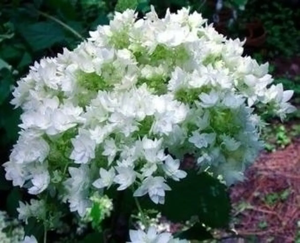 ortensia