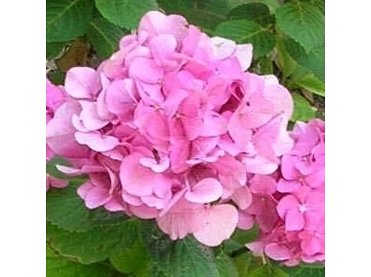 Ortensia