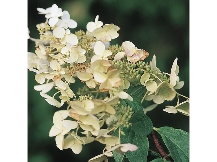 Ortensia